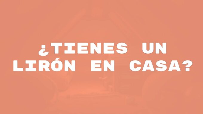 A small dormouse in a cozy attic setting, dim lighting, night scene, realistic.