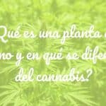 A tall hemp plant (Cannabis Sativa L.) in a sunny garden, green leaves, detailed texture, realistic style.