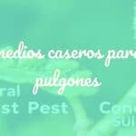 Close-up of green aphids on a plant leaf, natural home remedies like garlic spray and soapy water nearby, garden setting, soft natural light, realistic.