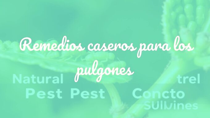 Close-up of green aphids on a plant leaf, natural home remedies like garlic spray and soapy water nearby, garden setting, soft natural light, realistic.