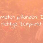 Healthy young tomato plants in a garden, sunlight, soil, gardening gloves and tools nearby, warm and natural lighting, realistic.