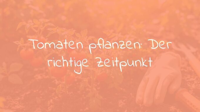 Healthy young tomato plants in a garden, sunlight, soil, gardening gloves and tools nearby, warm and natural lighting, realistic.