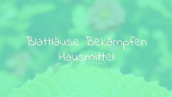 Close-up of aphids on a green leaf, surrounded by natural home remedies like soapy water spray and garlic cloves, bright garden background, realistic.