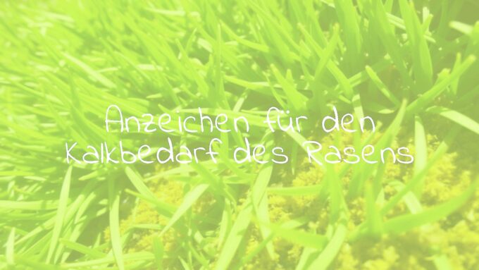 Lush green lawn with signs of yellow patches and moss, indicating lime deficiency, close-up of grass blades, natural sunlight, realistic.